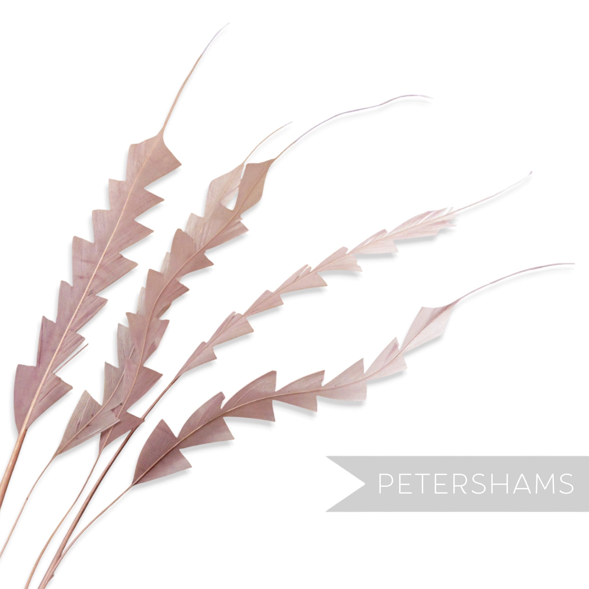 Petershams Millinery Supplies pack of five hand-stripped coque feathers with a decorative zig zag trim pattern
