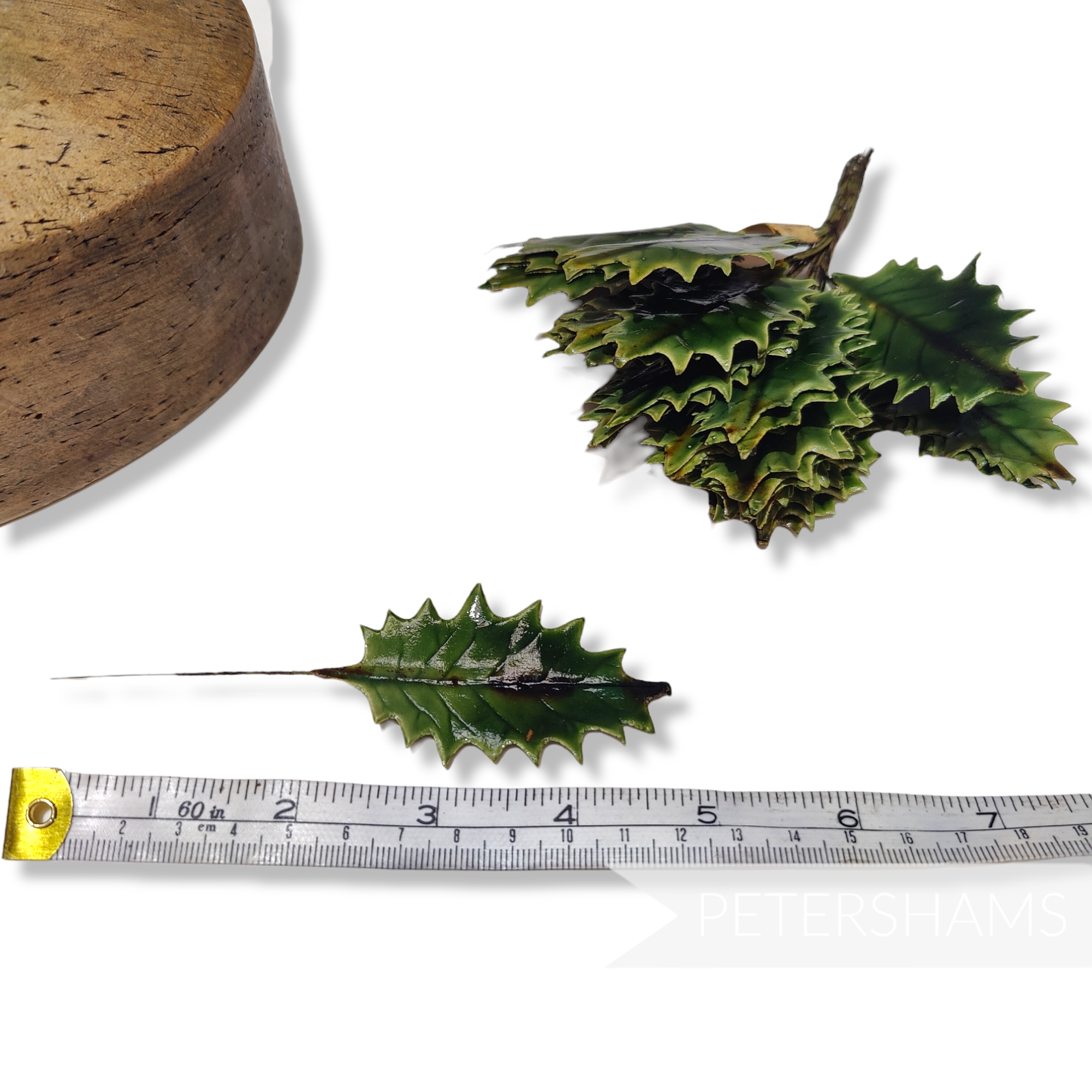 'Noah' Vintage 1950s German Lacquered Holly Leaves - 36 stems